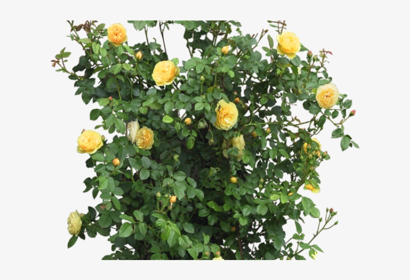 Rose Bush Clipart Entourage - Plantas Para Photoshop Sin Fondo, transparent png