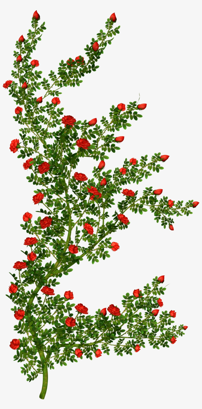 Rosebush Clipart Picture - Rose Bush Clipart Transparent, transparent png