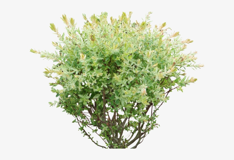 Rose Bush Clipart Shrubbery - Bush Png, transparent png
