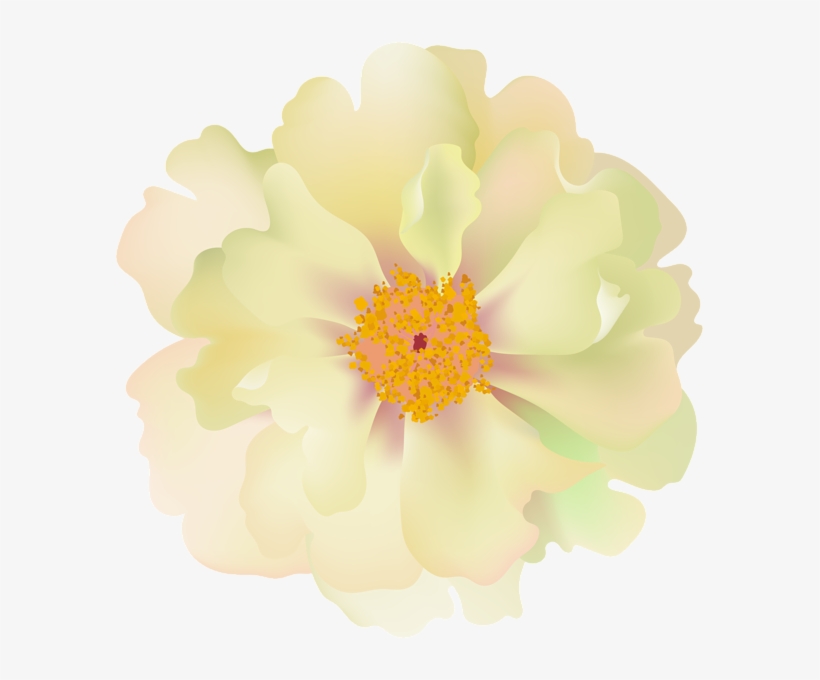 0, - Evergreen Rose, transparent png