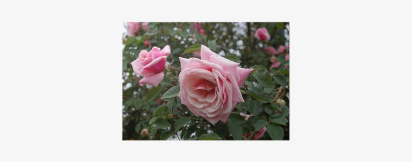 Garden Roses, transparent png