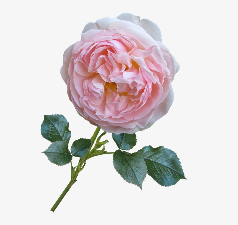 Rose, Pink, David Austin, Flower - Роза Остина Пнг, transparent png