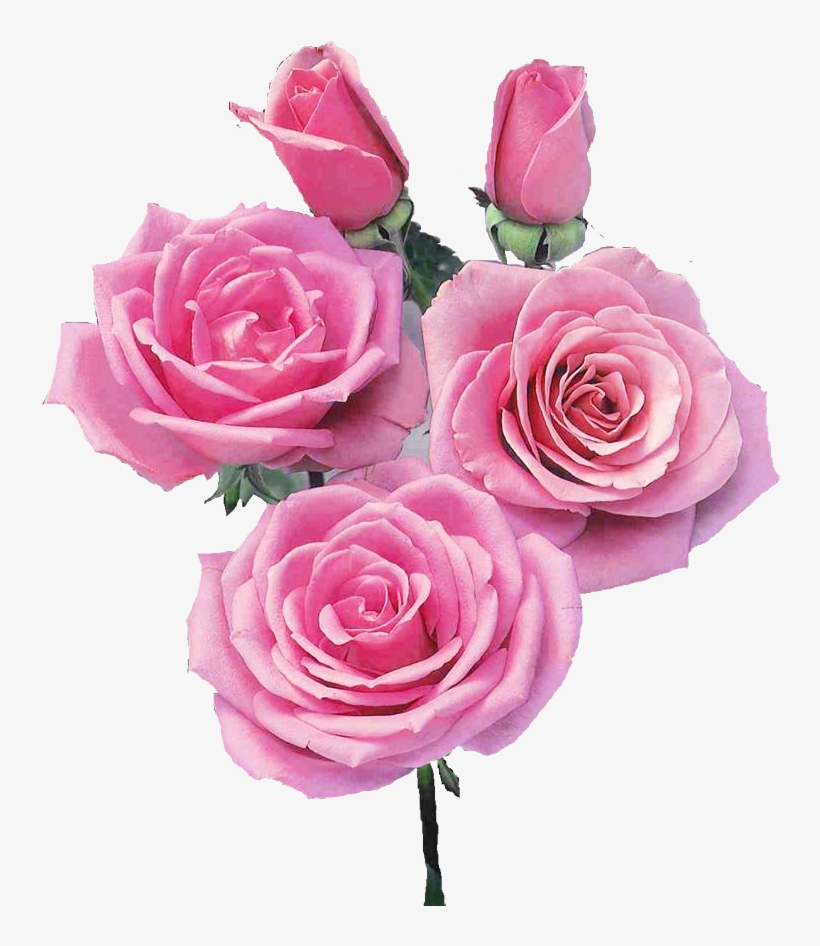 Now I'm Going To Plant Them In Our Garden - Rose, transparent png
