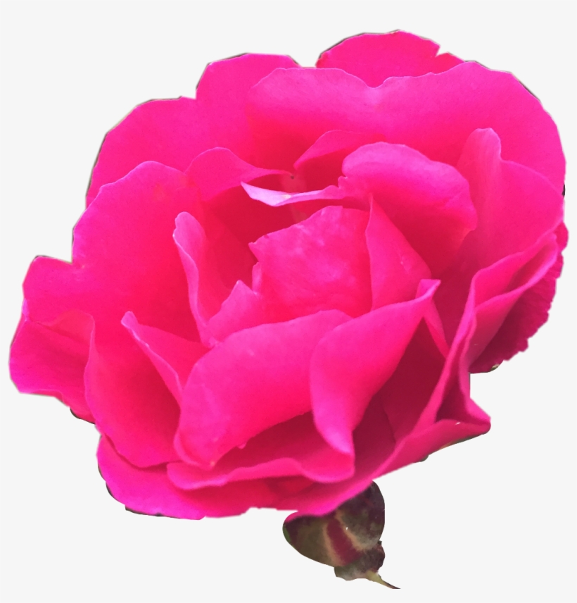 Nature Rosebush Photography Freetoedit - Photography, transparent png