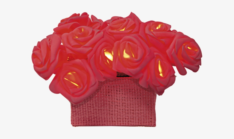 Light Chain Rosebush - Rose, transparent png