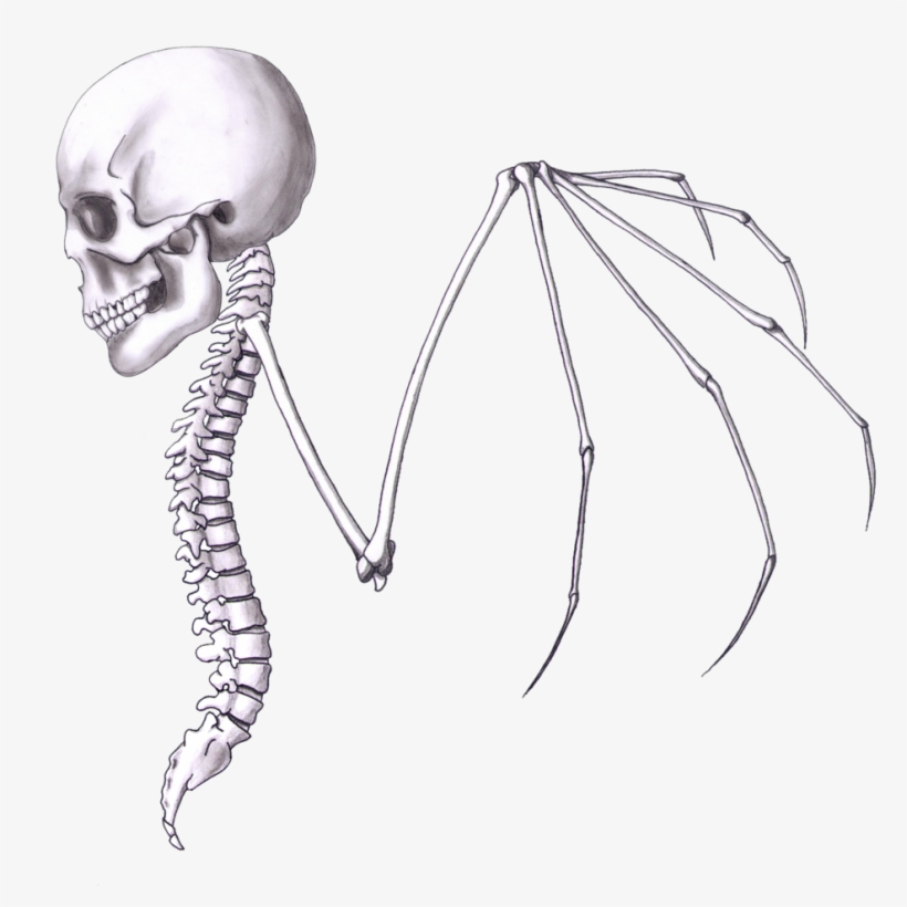 Skullwing 2 Print - Sketch, transparent png