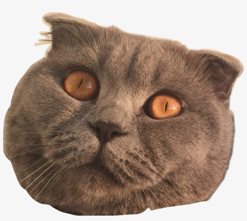 Cat Mad Insane Cateyes Cats Freetoedit - Cat, transparent png