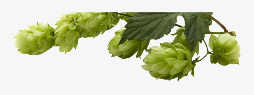 Beer Hops Png, transparent png