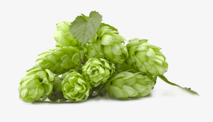 Hops Png, transparent png