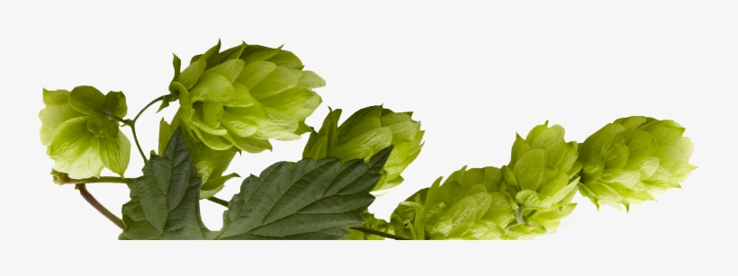 Hops, transparent png