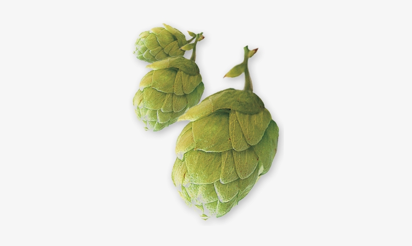 East Kent Golding Uk Pellet Hops - Hop Cone Png, transparent png