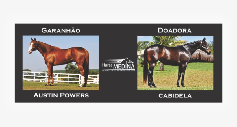 Austin Powers X Cabidela Bryan - Sorrel, transparent png