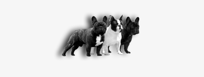 Png Males New 2 Kicsi3 - French Bulldog, transparent png