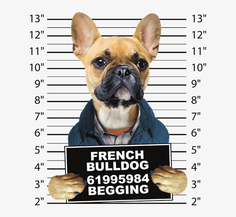 Cat Mug Shot, transparent png