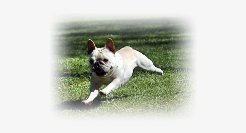 French Bulldog Breed - French Bulldog Run, transparent png
