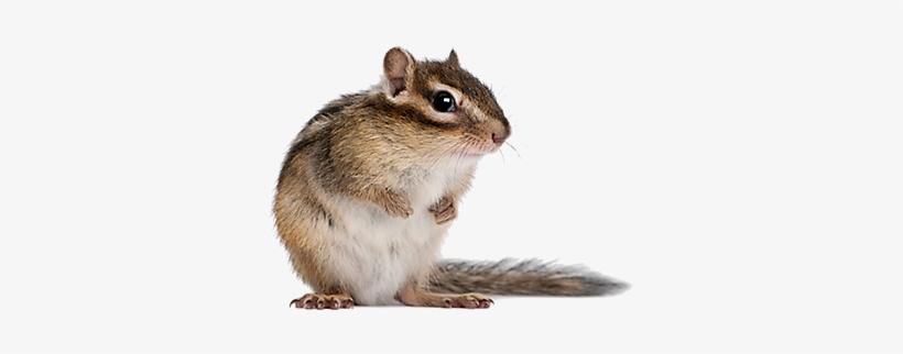 Chipmunks - Chipmunks By Mari Schuh, transparent png