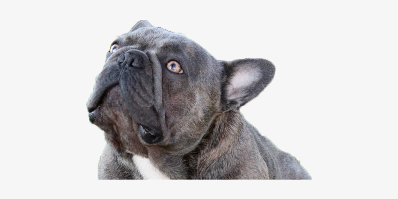 Welcome To Brads Bullies, Home To Some Of The Most - French Bulldog, transparent png