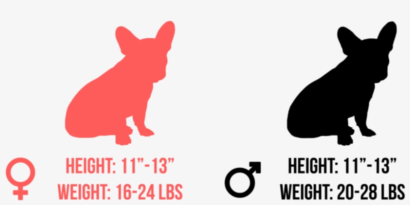 Generally, A French Bulldog - Sabrent Ec-ukms Usb 3.0 Msata Ii Enclosure Adapter, transparent png