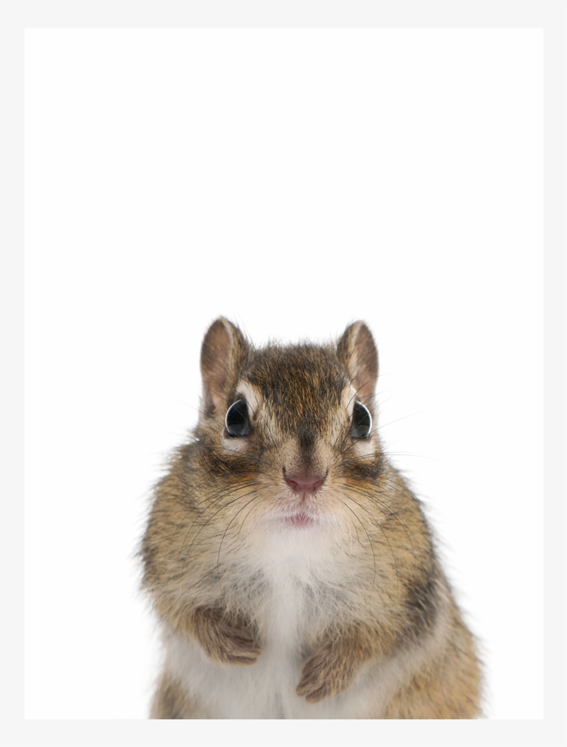 Chipmunk Woodland Print, transparent png