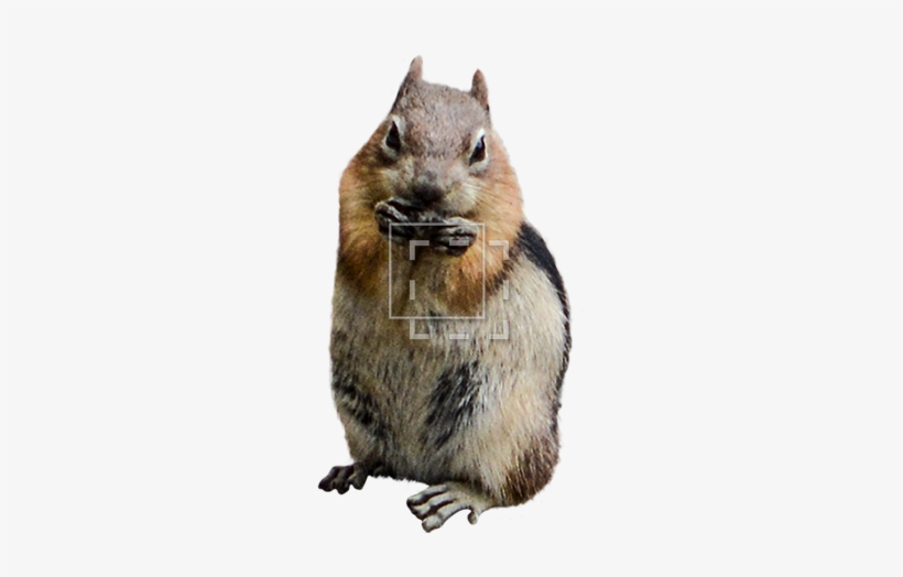 Parent Category - Eating, transparent png
