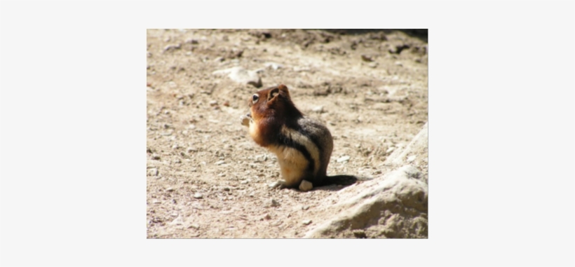 Chipmunk - Eurasian Red Squirrel, transparent png