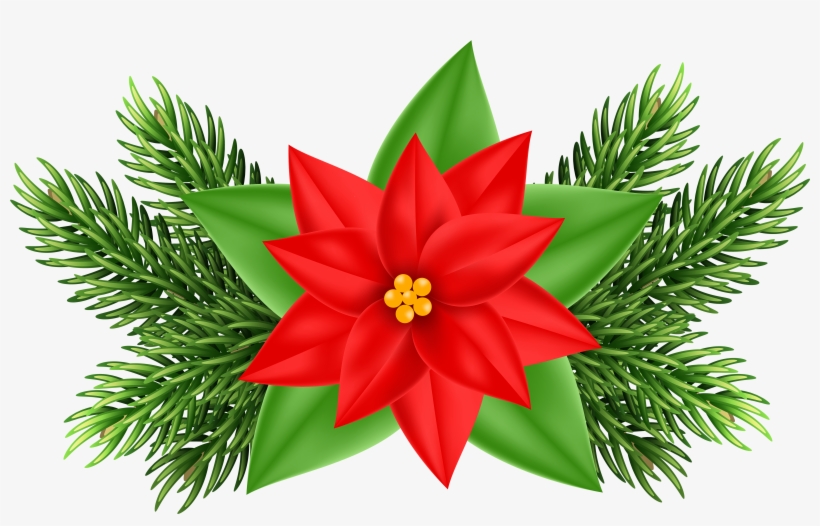 Christmas Clipart Poinsettia - Poinsettia Clipart, transparent png
