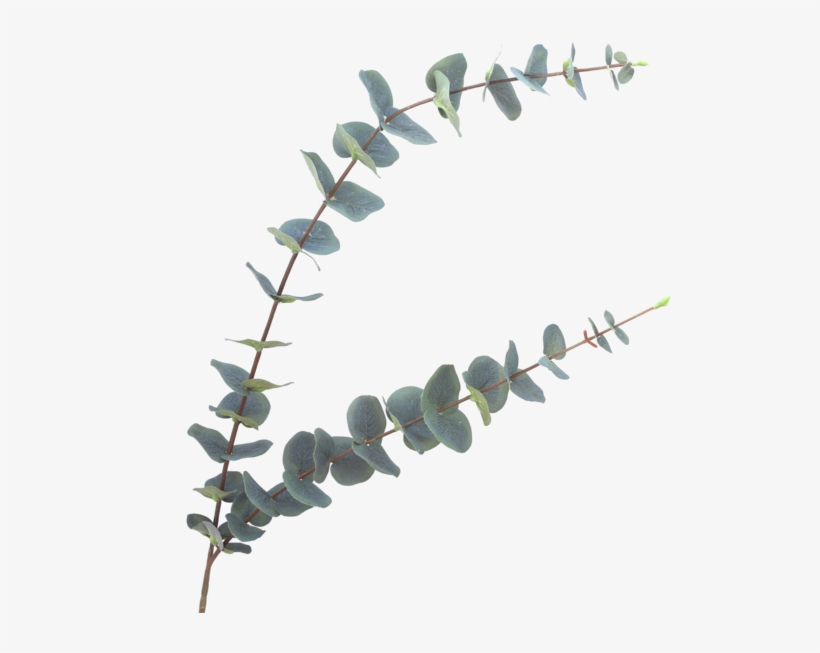 Luxury Green Eucalyptus Stem - Eucalyptus Fake, transparent png