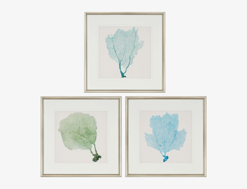 Sea Fan I Pk/3 - Bassett Mirror Company Bassett Sea Fan Ii Framed Art, transparent png