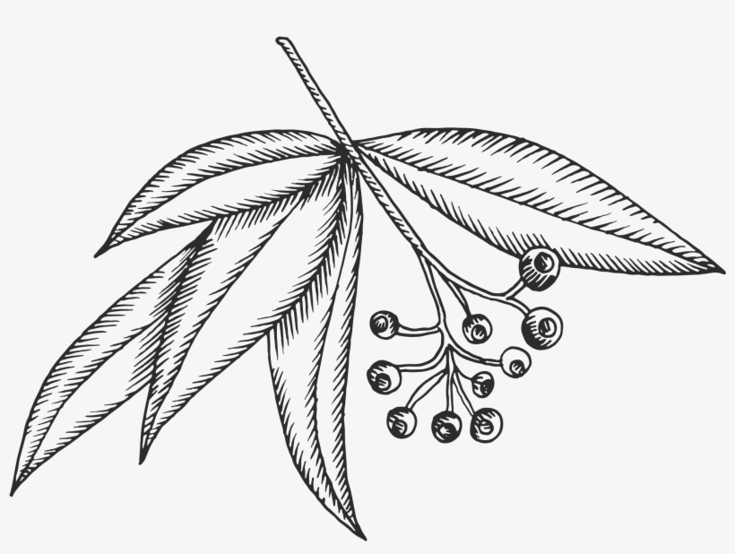 Clip Collection Of High Quality Free Cliparts - Eucalyptus Drawing Png, transparent png