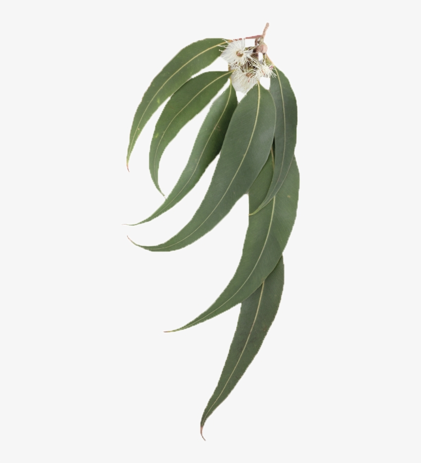 Eucalyptus Leaf - Eucalyptus Leaves Transparent Background, transparent png