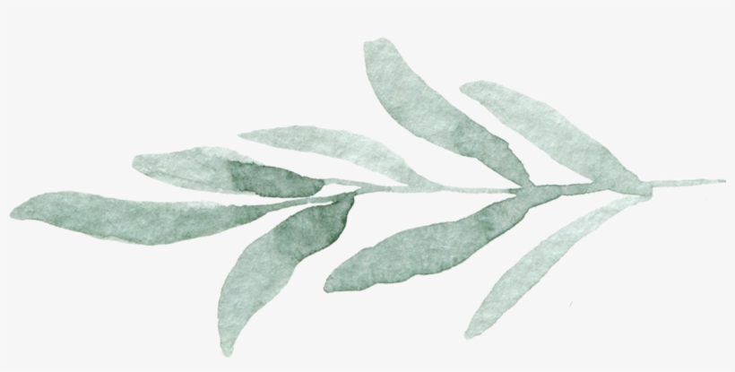Open Post - Russian Olive, transparent png