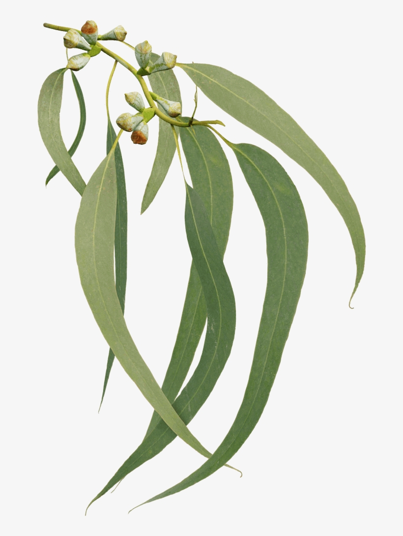 Eucalyptus - Tree, transparent png
