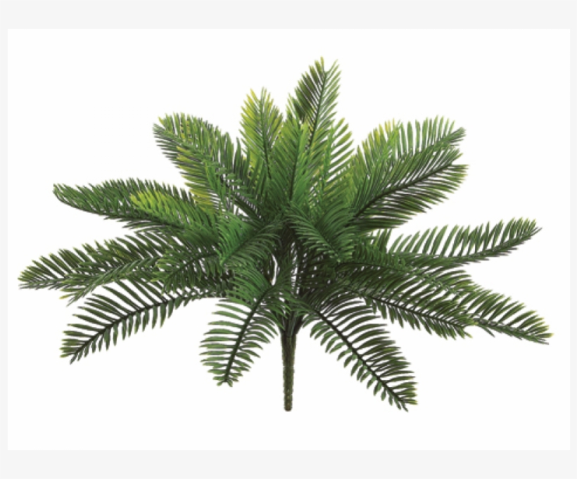 18 Inch Plastic Cycas Palm Bush With 30 Leaves Green - Silk Plants Direct Cycas Palm Plant - Green - Pack, transparent png