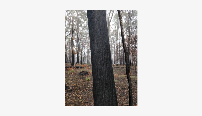 Beer Ocho Eucalyptus - Gum Trees, transparent png