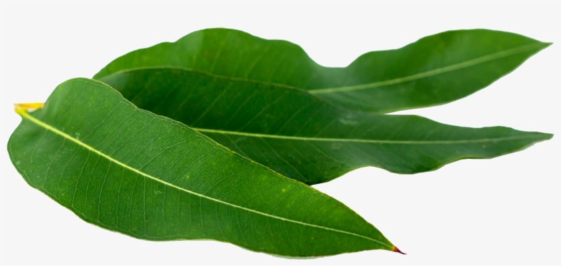 Oregano Png Download - Eucaliptus Png, transparent png