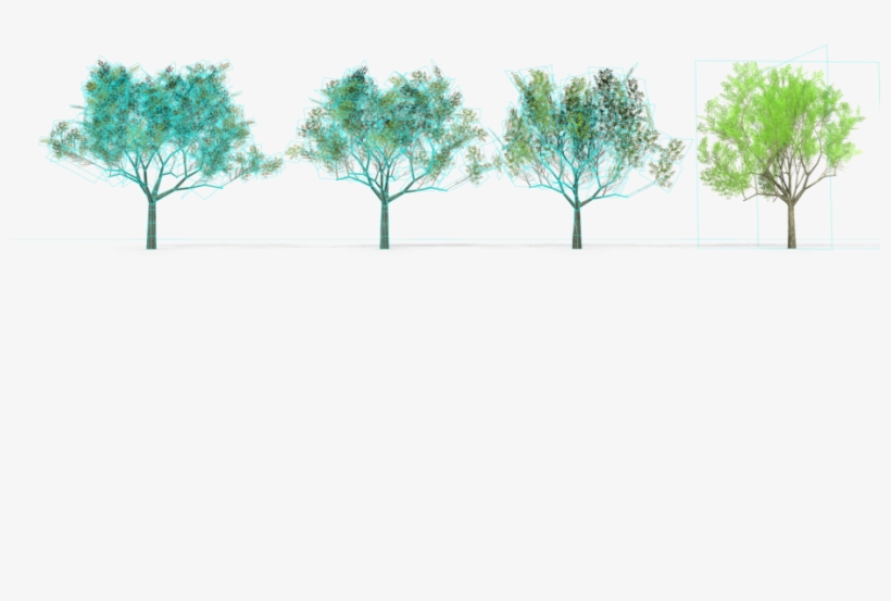 6 Eucalyptus Crebra Tree Royalty-free 3d Model - Eucalyptus Crebra, transparent png