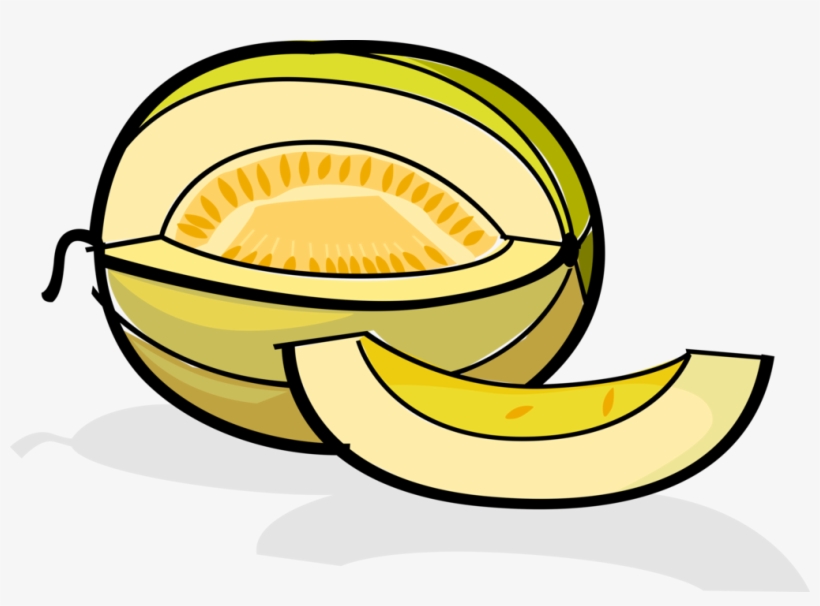 Vector Illustration Of Muskmelon Cultivar Honeydew - Law, transparent png