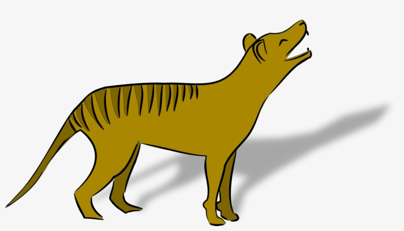 Tasmanian Devil Thylacine Fauna Of Australia Tiger - Tasmanian Tiger Transparent Background, transparent png