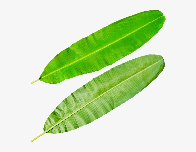 Banana Leaves Png - Banana Leaf Diagram, transparent png