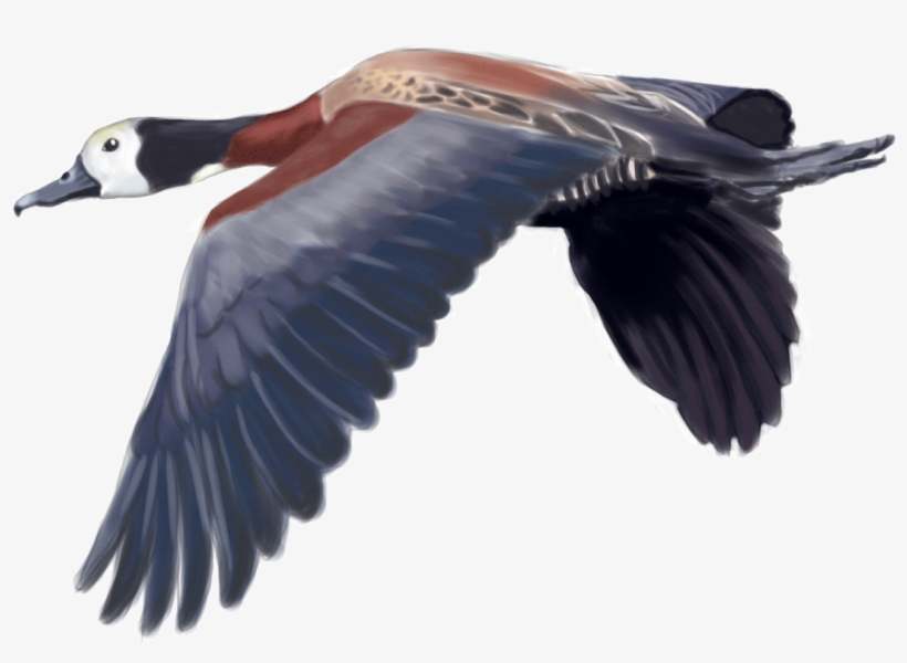 White Faced Whistling Duck - Bird, transparent png
