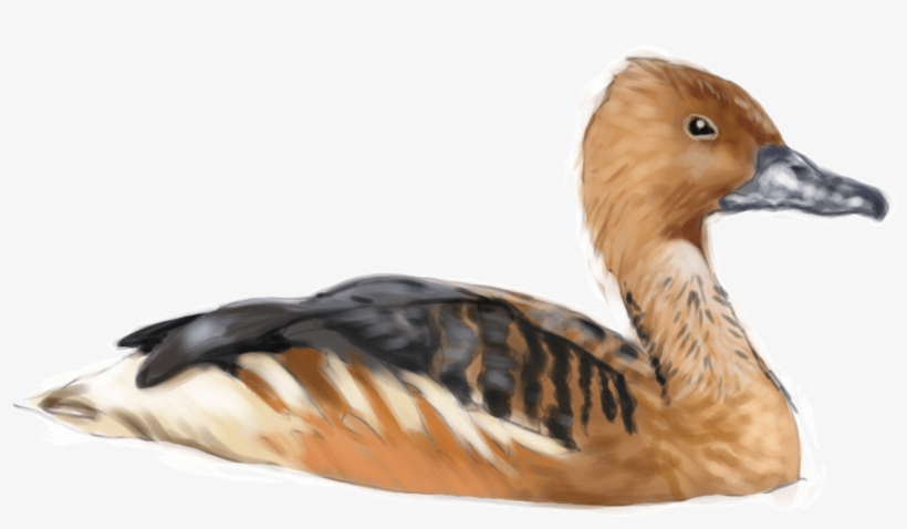 Fulvous Whistling Duck - Duck In Water Png, transparent png