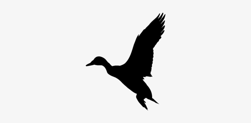 Duck Hunting - Duck Decal, transparent png