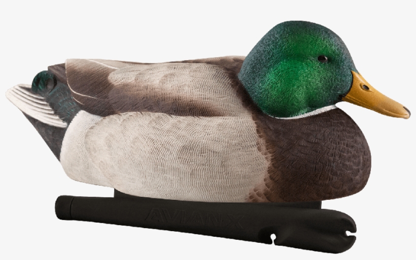 Avian-x Topflight Mallards Late Season Series Decoys - Avian X Late Season Mallards, transparent png