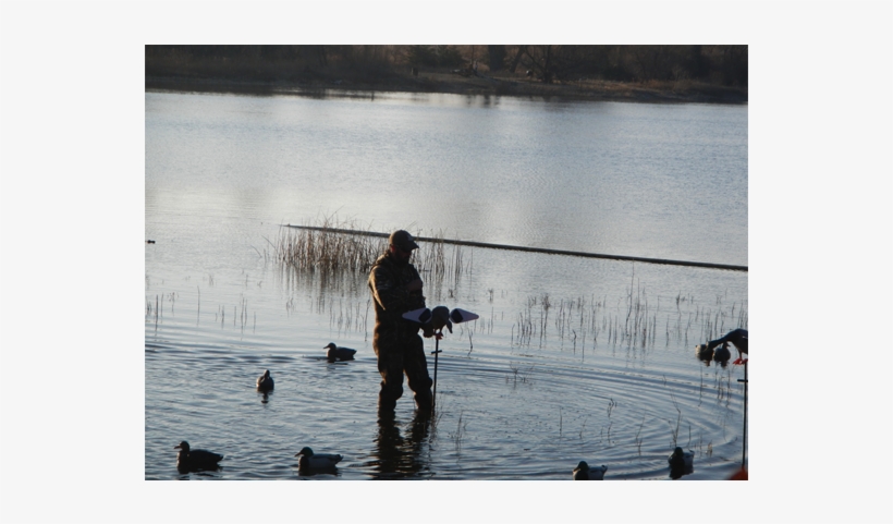 Duck Hunting - Waterfowl Hunting, transparent png