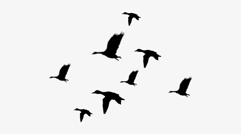 Duck Clipart In Flight - De Aves Siluetas Png, transparent png