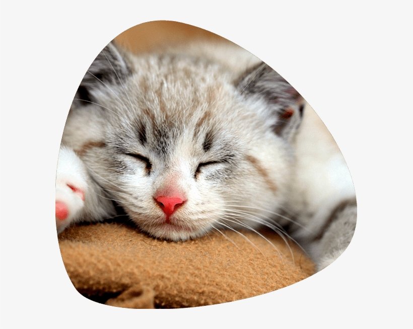 Administering Subcutaneous Fluids To Your Cat ⋆ Pebble - Cat Dreams 2016 Wall Calendar, transparent png