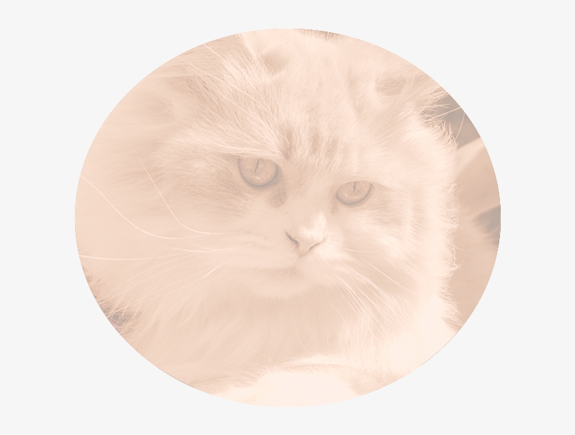 Grooming - Scottish Fold, transparent png