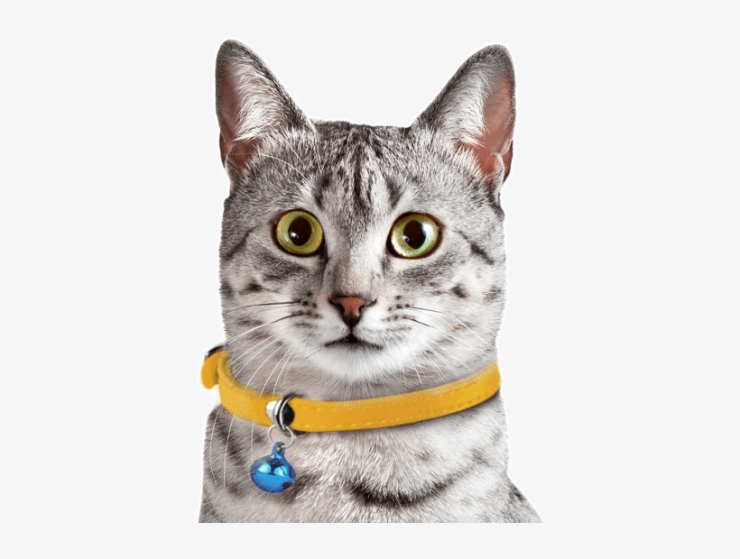 Search - Egyptian Mau Black Female, transparent png