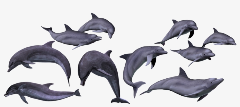 Dolphins, Marine, Sea, Ocean, Animal - Dolphin, transparent png
