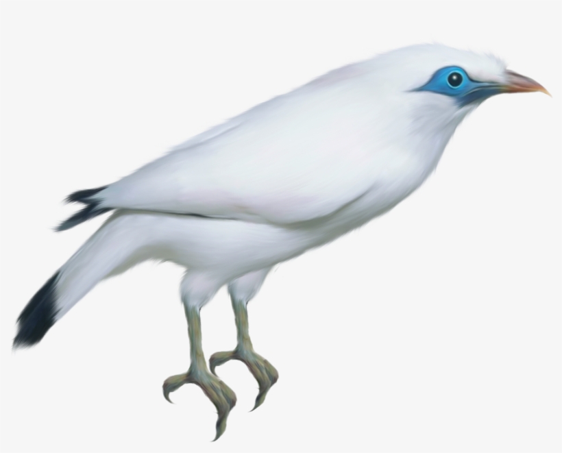 White Twitter Bird Png Download - Bird, transparent png
